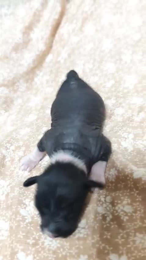 Perro Crestado Chino perros en venta: Crestados chinos - Video 4