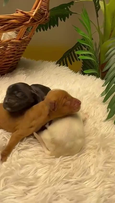 Cocker Spaniel Inglés perros en venta: COCKER SPANIEL INGLES - Video 3