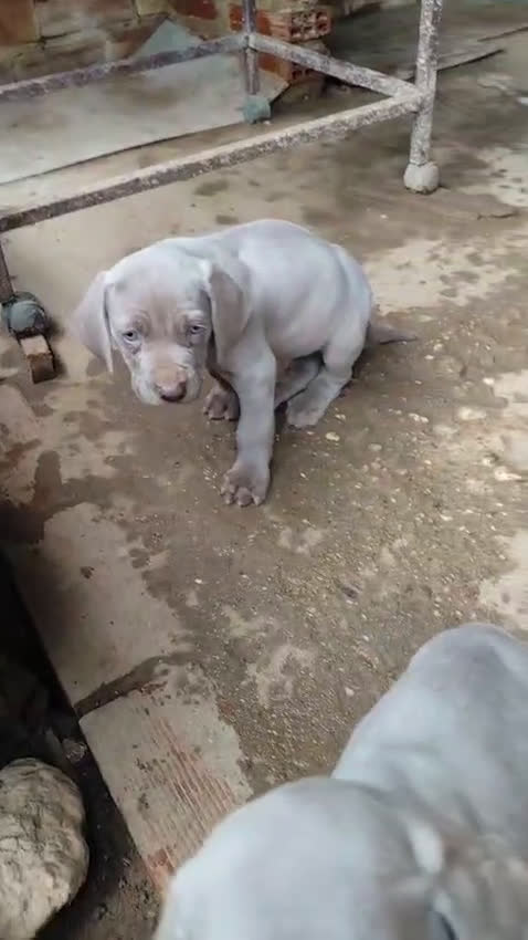 Weimaraner perros en venta: Braco de weimar últimos dos cachorros!! - Video 1