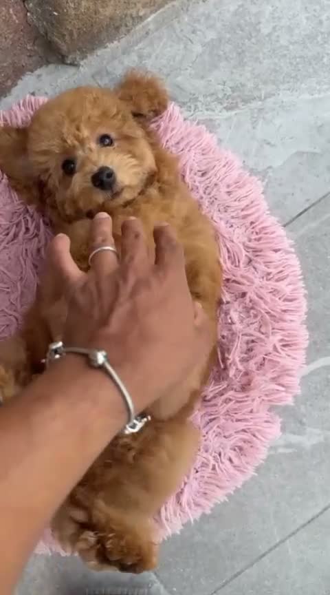 Caniche Toy perros en venta: Caniche toy  en Madrid - Video 2