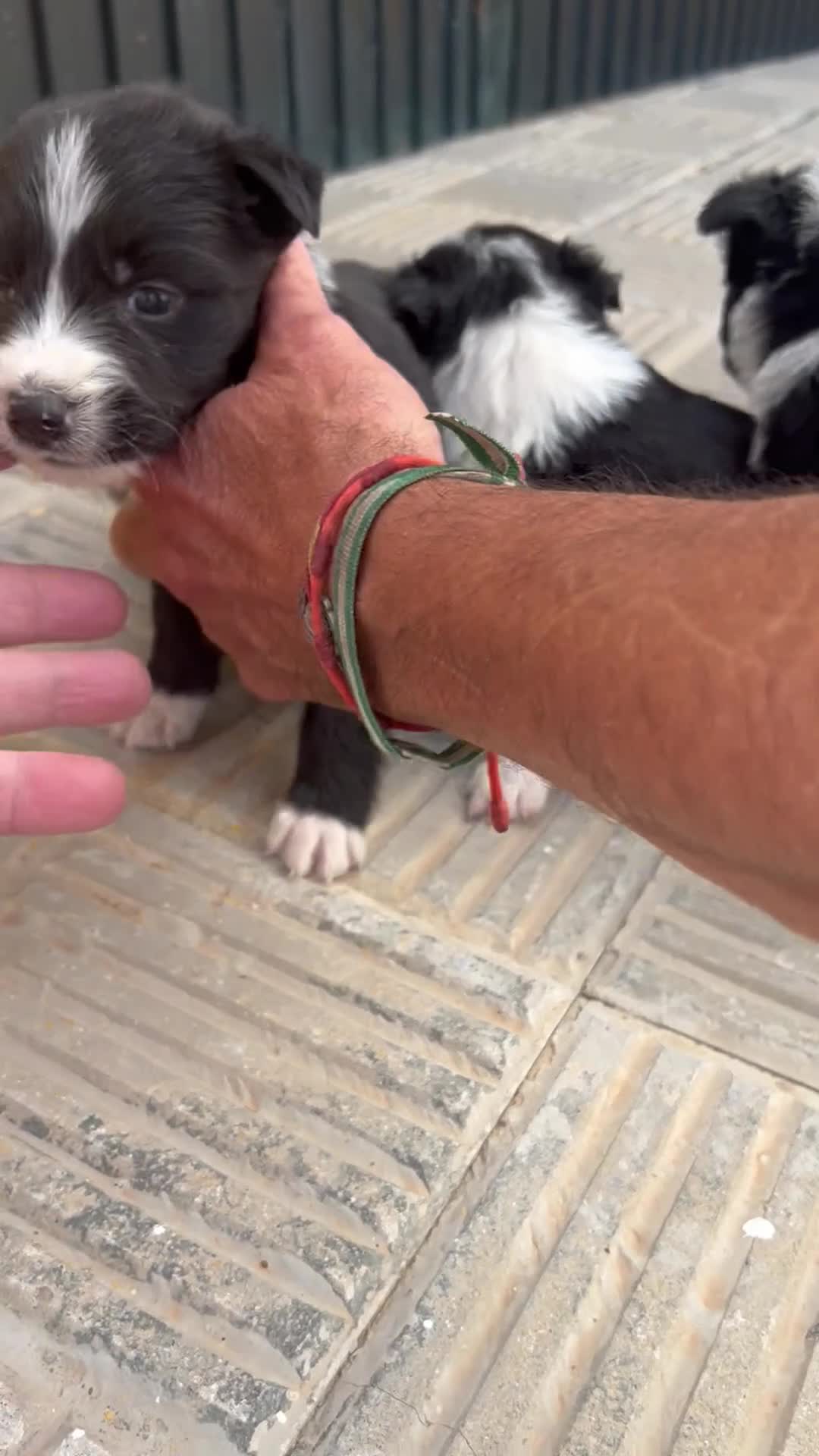 Border Collie perros en venta: Bordell collin Espectaculares Cálidad Maxima - Video 1