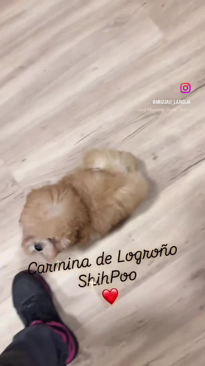 Shihpoo perros en venta: ShihPoo apricot  - Video 1