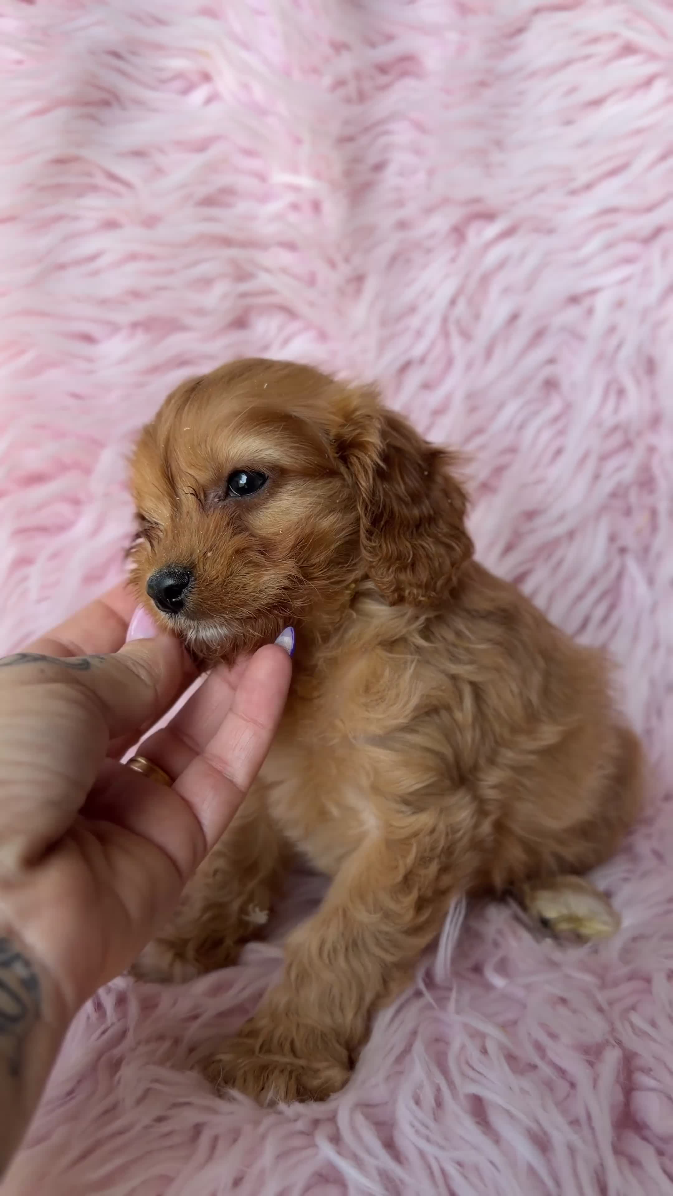 Cavapoo perros en venta: Cavapoo rojo  - Video 1