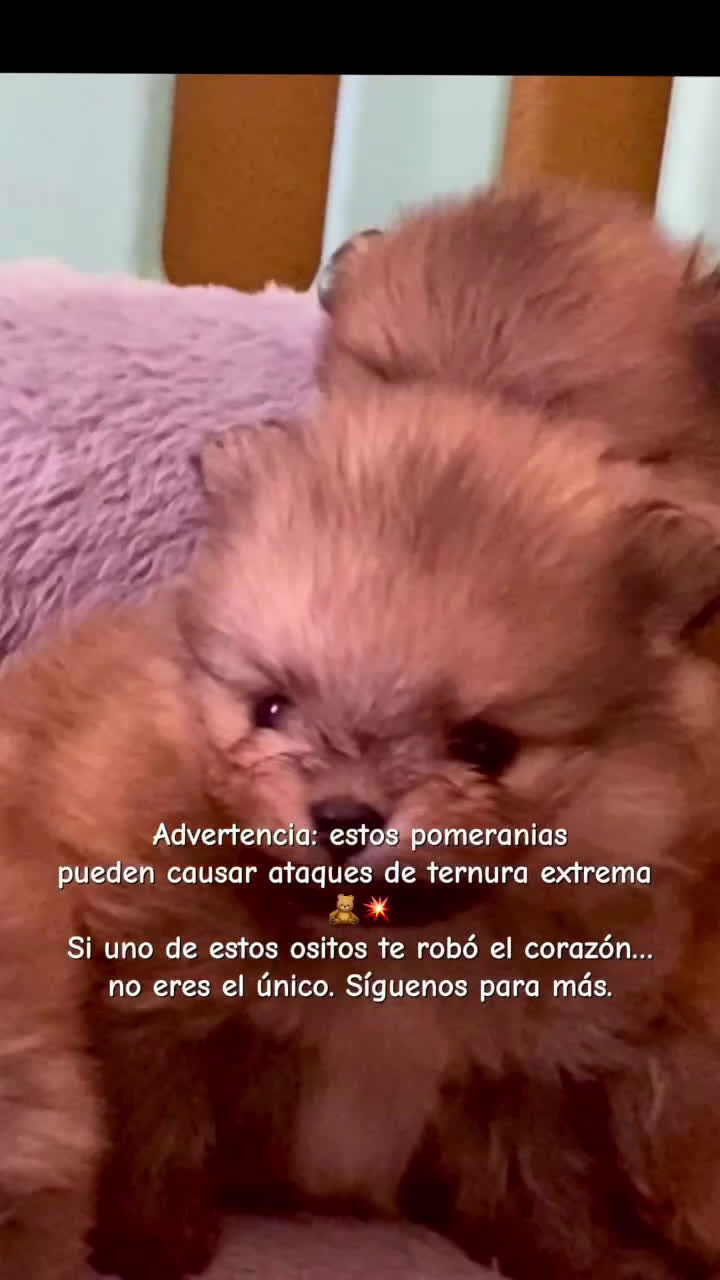 Pomerania perros en venta: Pomerania miniatura  - Video 2