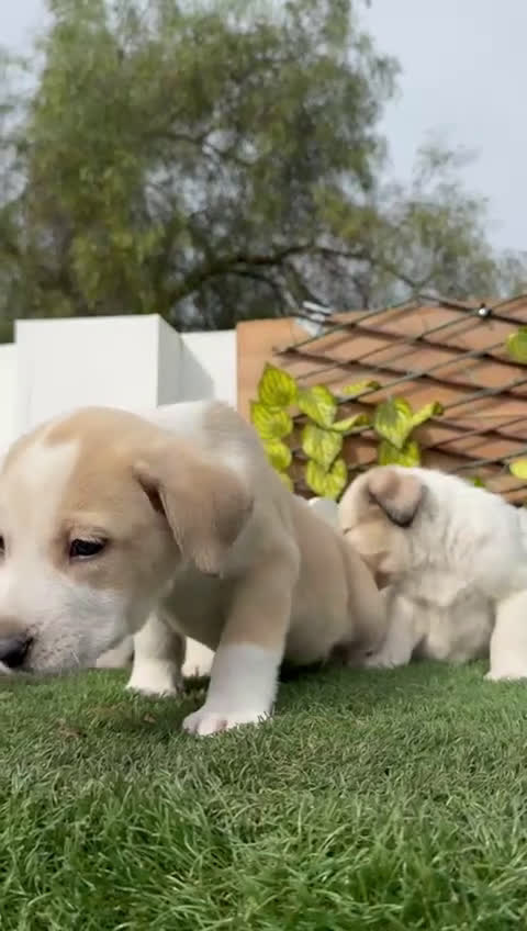 Mastín Español perros en venta: MASTIN ESPAÑOL HEMBRAS - Video 1