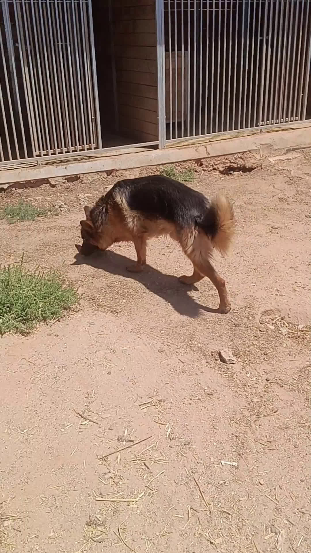 Pastor Alemán perros en adopcion: Hembras adorables  - Video 1