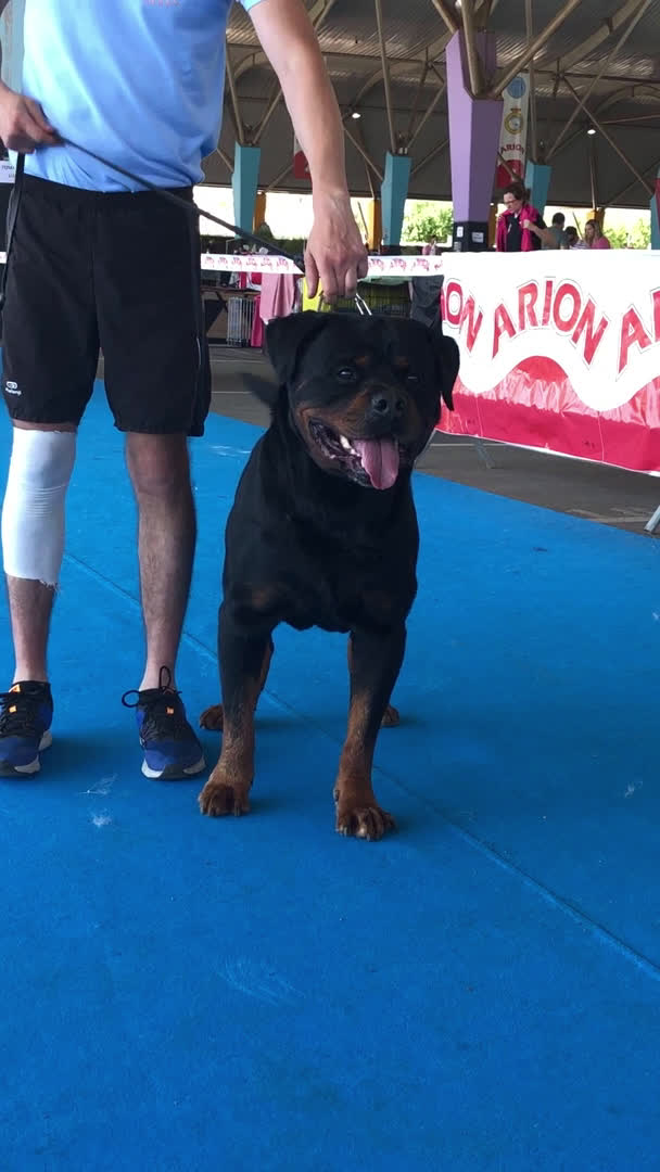 Rottweiler perros en venta: venta de cachorros en Barcelona - Video 2