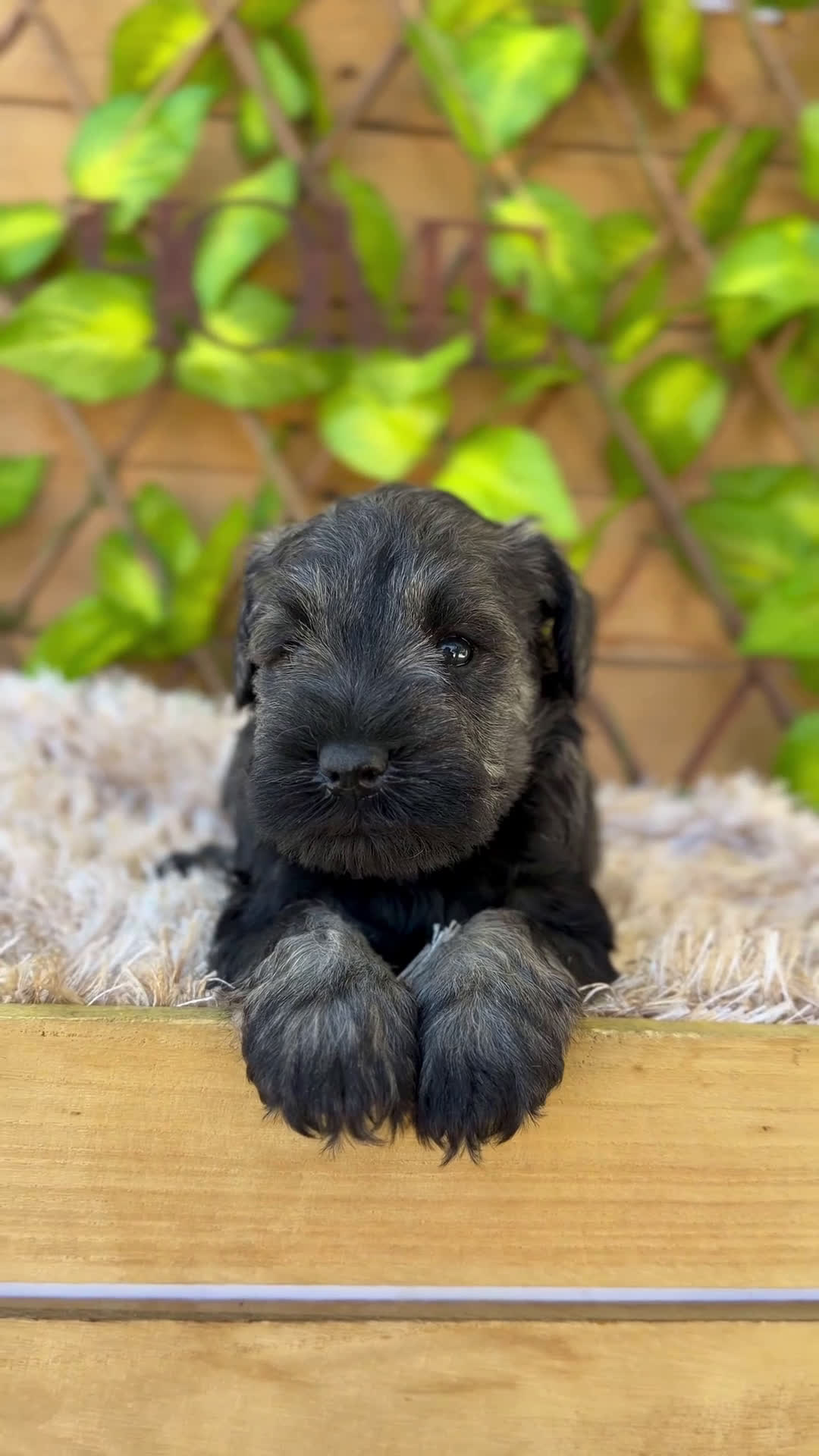 Schnauzer Miniatura perros en venta: Camada de Mila - Video 3
