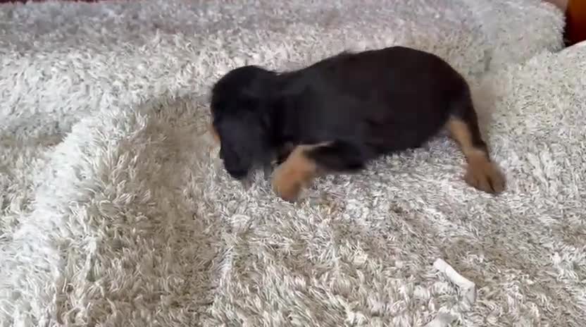 Cavalier King Charles Spaniel perros en venta: King cavalier  - Video 2