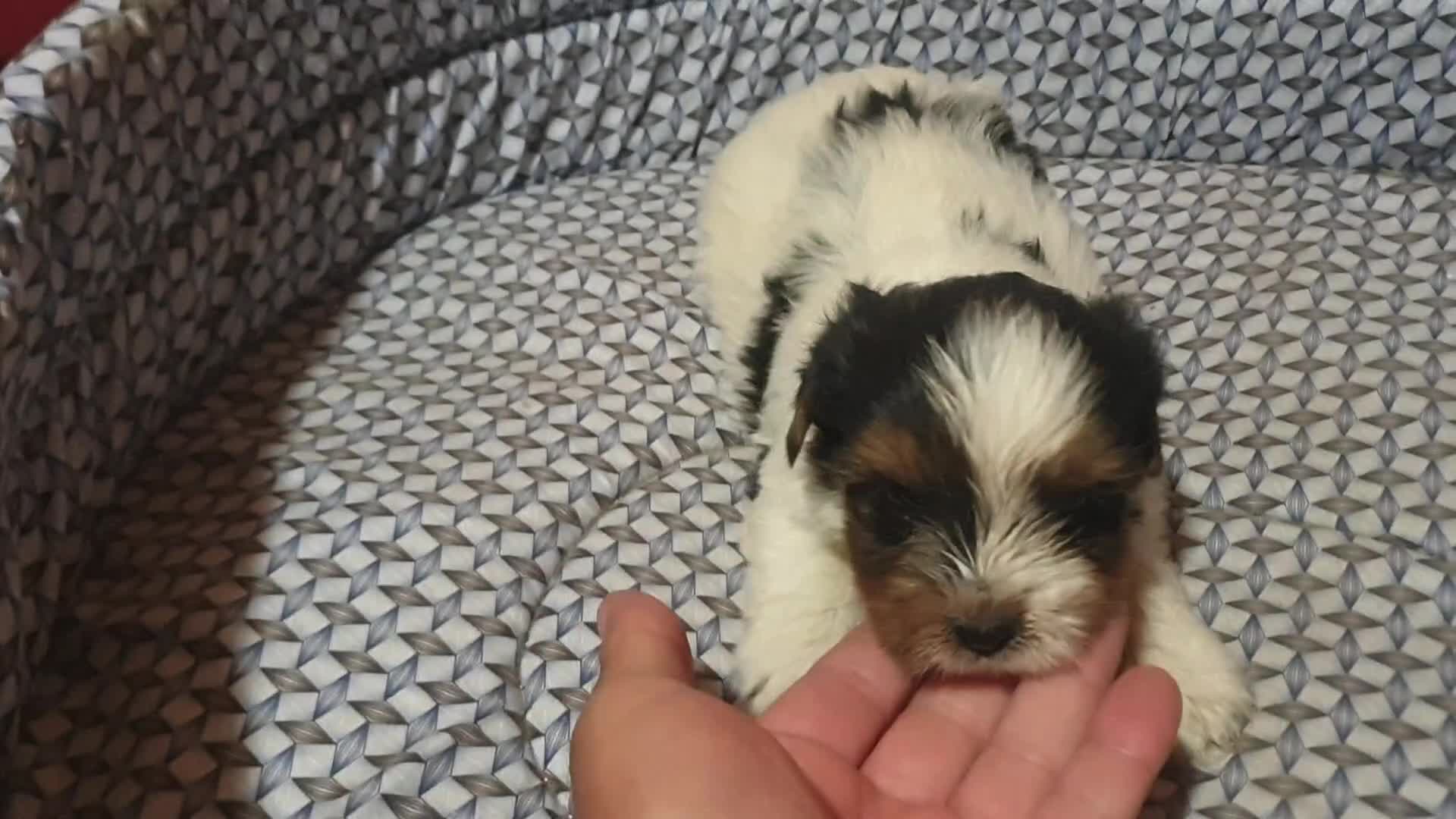 Biewer Yorkshire Terrier a la Pom Pon perros en venta: Biewer cachorros con pedigree excelente - Video 2