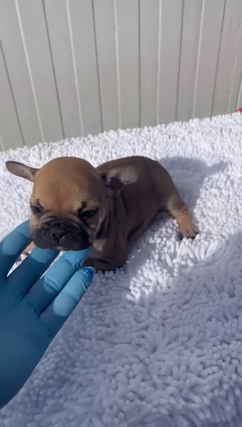 Bulldog Francés perros en venta: Hembra de Buldog Frances fwan  - Video 1