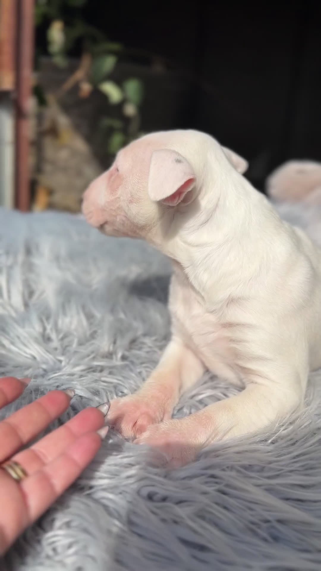 Bull Terrier Miniatura perros en venta: Bull terrier mini  - Video 1