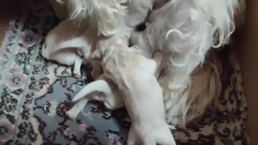Maltipoo perros en venta: PRECIOSA CAMADA DE MALTIPOOS  - Video 1