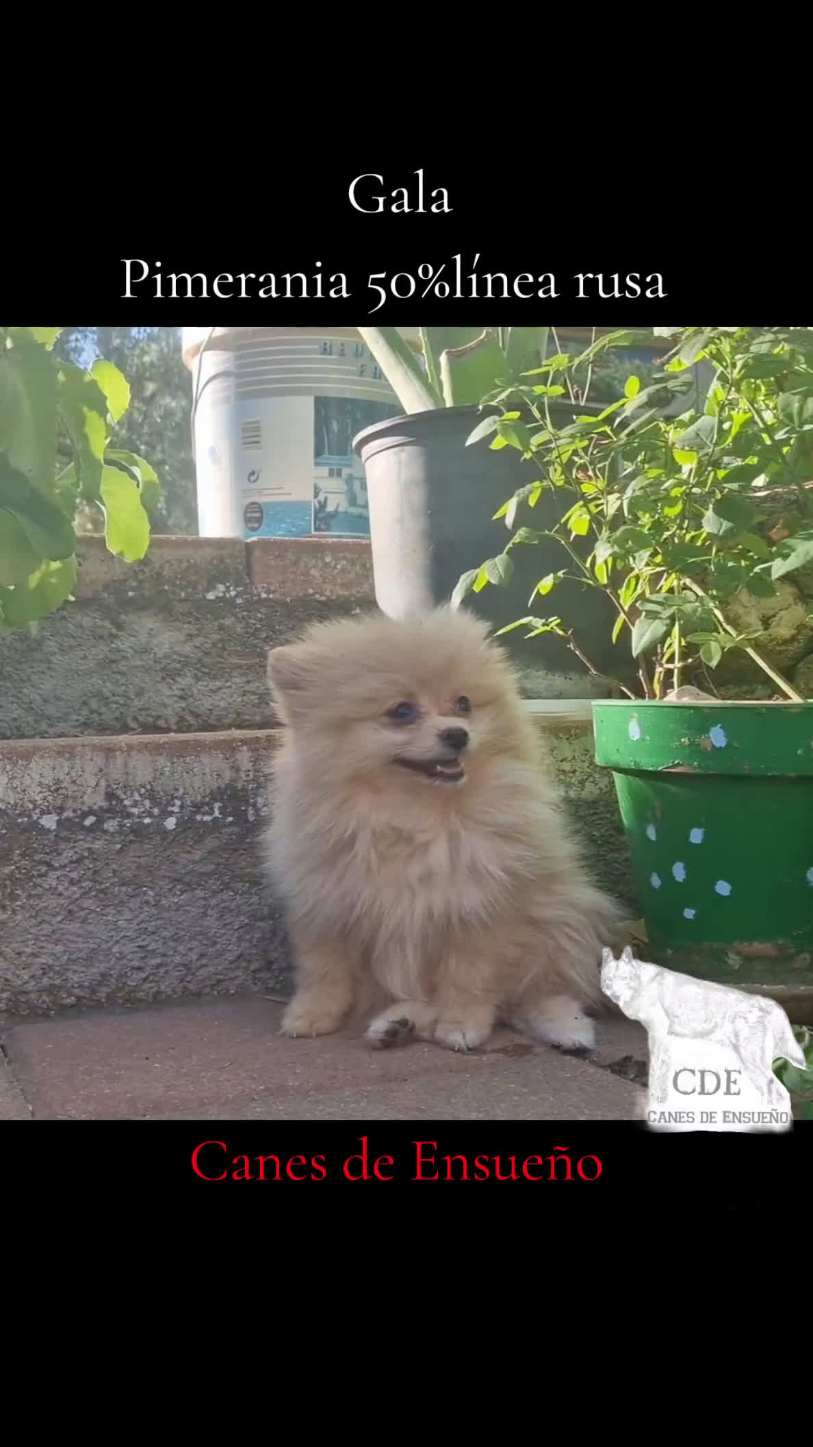 Pomerania perros en venta: Pomerania 50% línea rusa - Video 1