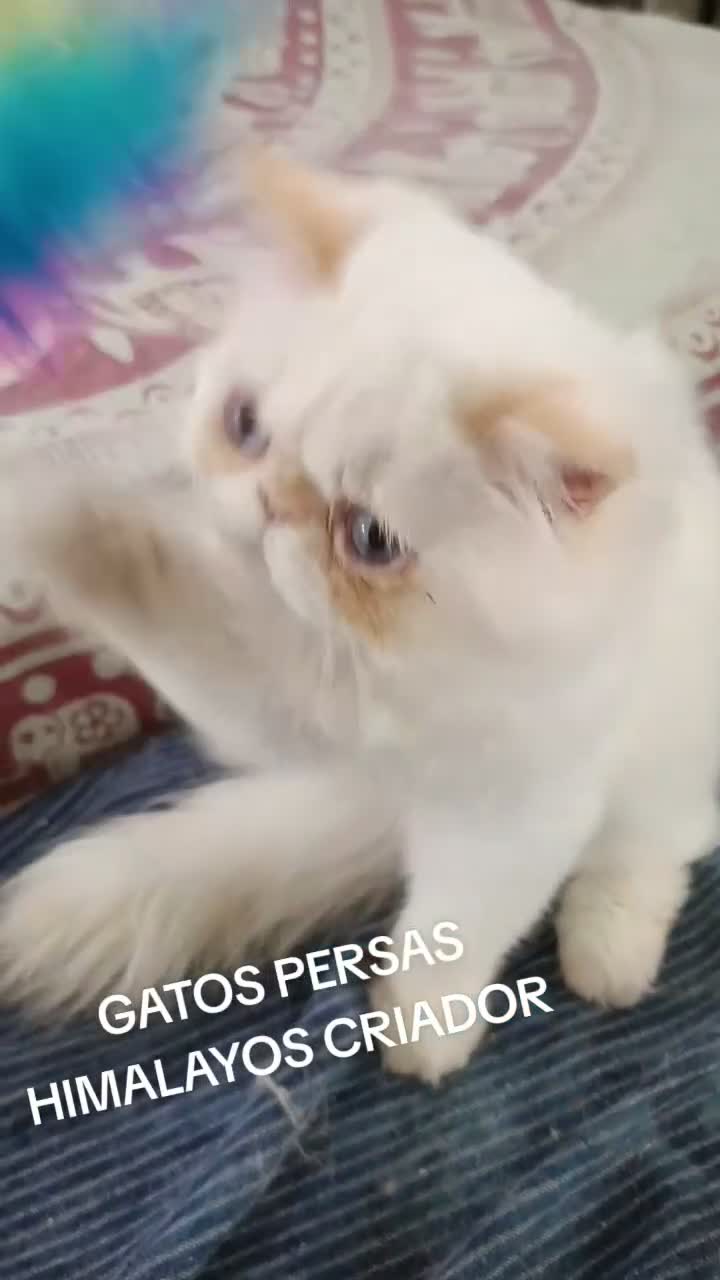 Himalayo gatos en venta: HEMBRITA HIMALAYA RED POINT - Video 1