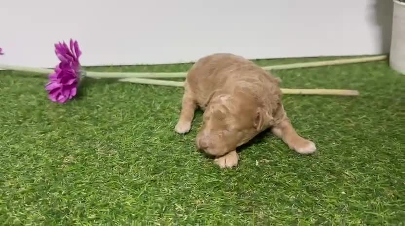 Caniche Enano perros en venta: Caniche enano macho y hembra en granada  - Video 3