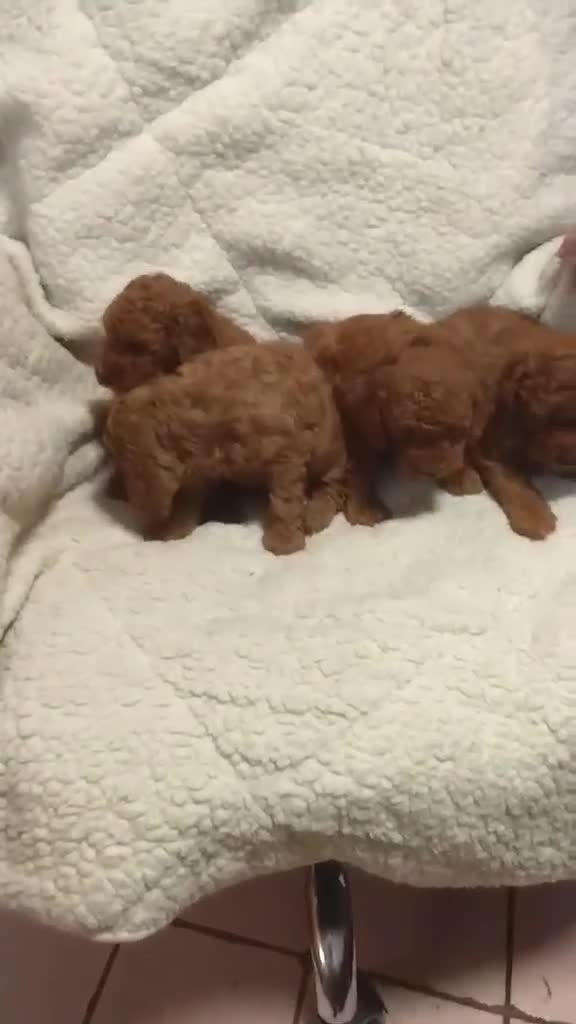 Caniche Toy perros en venta: ‼️‼️CANICHES 50% ASIÁTICOS  - Video 1