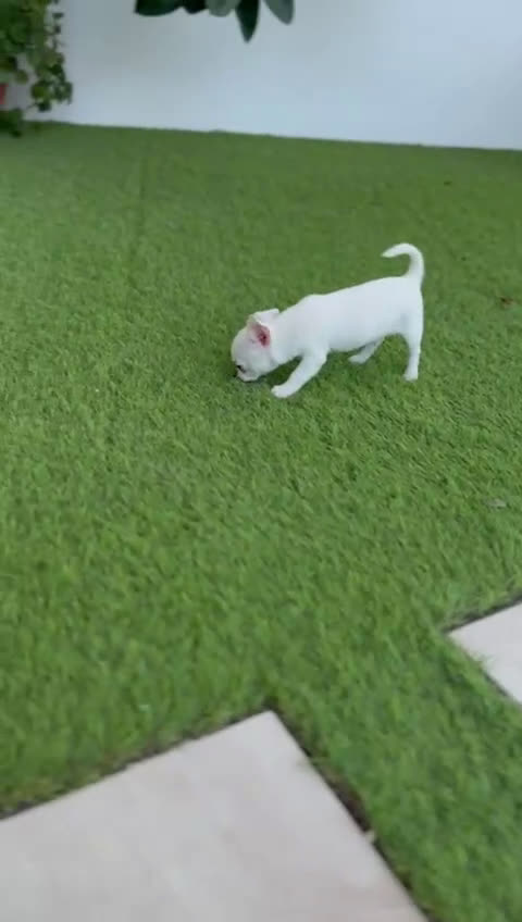 Chihuahua perros en venta: CHIHUAHUA MACHO - Video 2