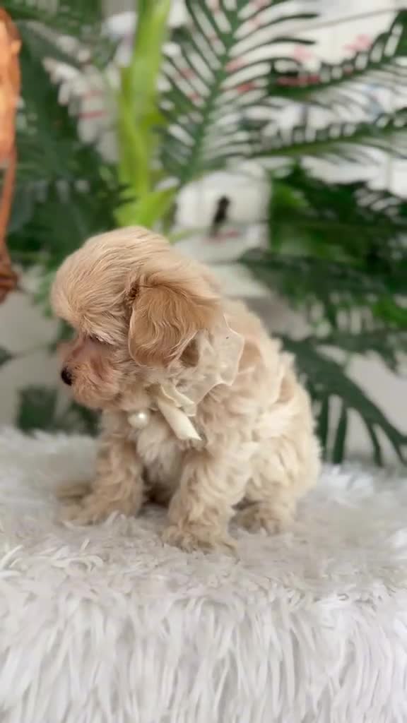Maltipoo perros en venta: MALTIPOO - Video 1