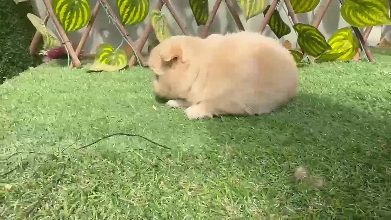 Maltipoo perros en venta: Machos y hembras de maltipoo - Video 4