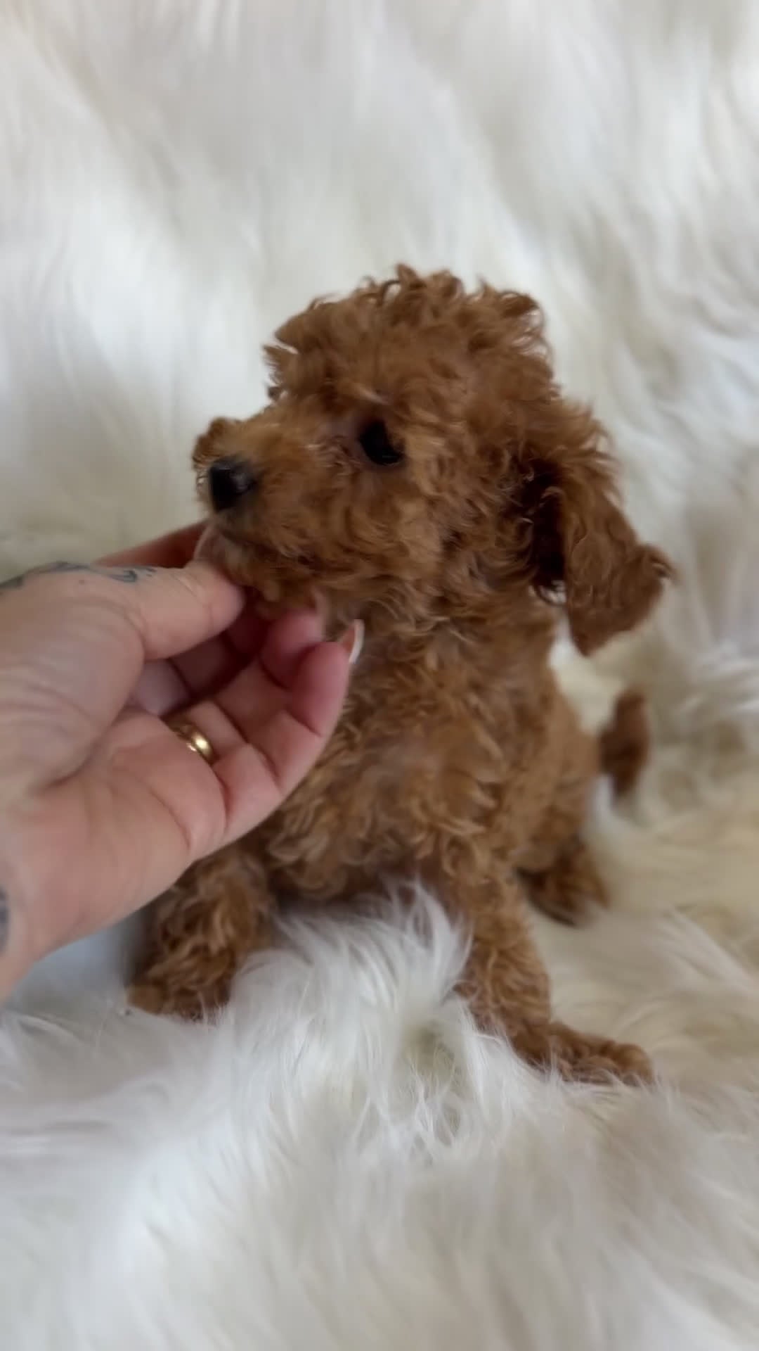 Caniche Toy perros en venta: Caniche Toy rojo  - Video 1