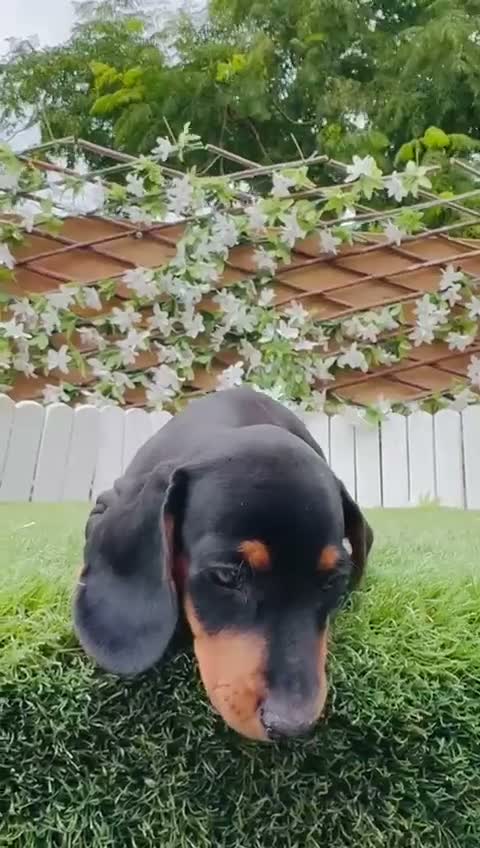 Teckel Miniatura perros en venta: TECKEL MINIATURA – PEQUEÑO, LLENO DE PERSONALIDAD  - Video 3
