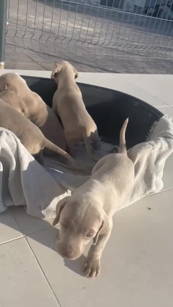 Weimaraner perros en venta: Bravo de weimar 641387649  - Video 1