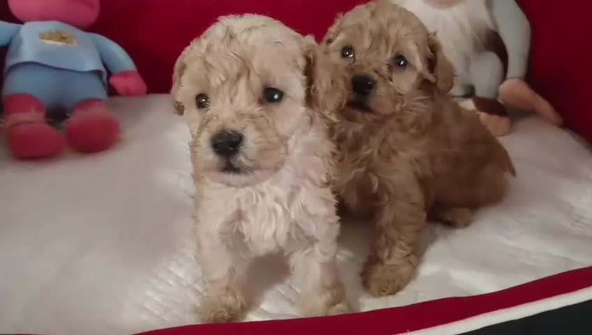 Caniche Toy perros en venta: Caniche toy apricot  - Video 1