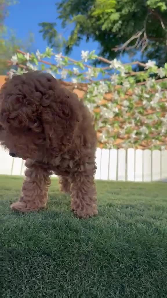 Caniche Enano perros en venta: CANICHE ENANO - Video 2