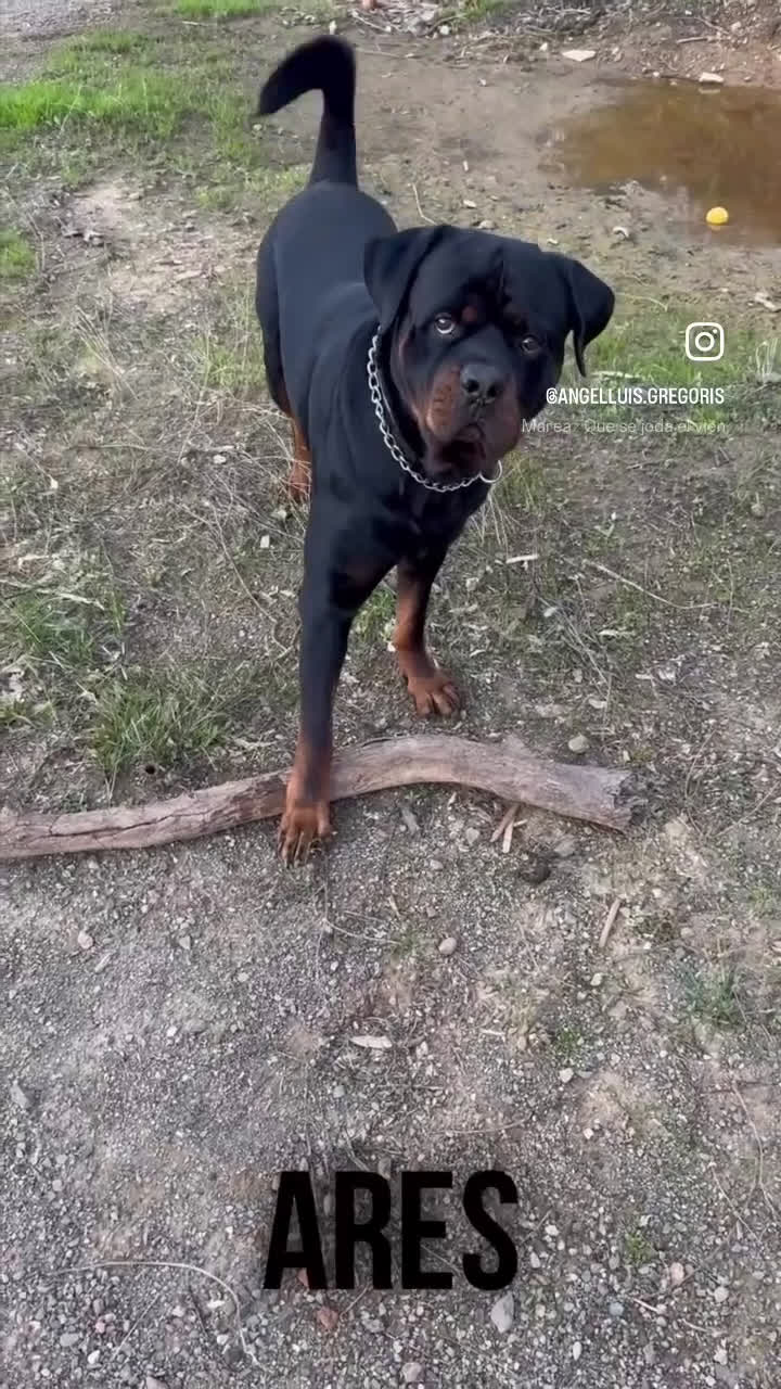 Rottweiler perros para monta: ROTTWEILER - Video 4