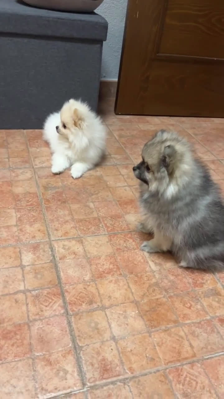 Pomerania perros en venta: Pomerania toy - Video 1