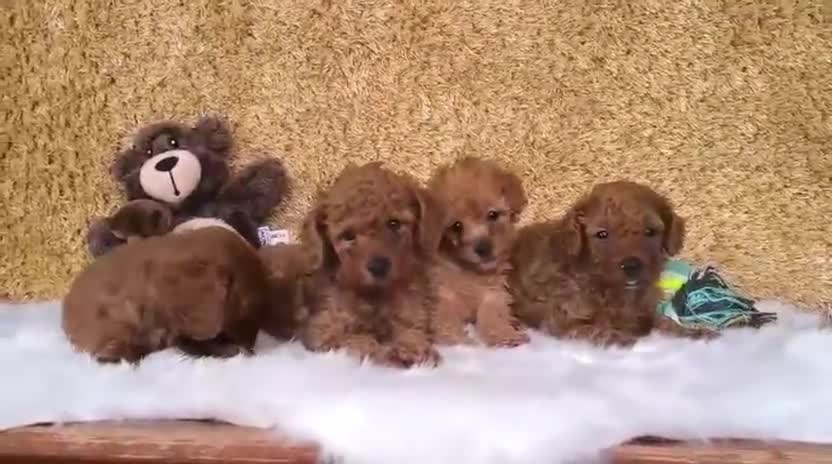 Caniche Toy perros en venta: Caniche Toy  - Video 1