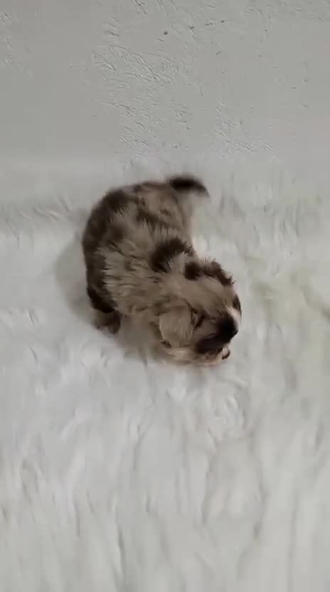 Chihuahua perros en venta: CHIHUAHUA HEMBRA MERLE PELO LARGO - Video 1