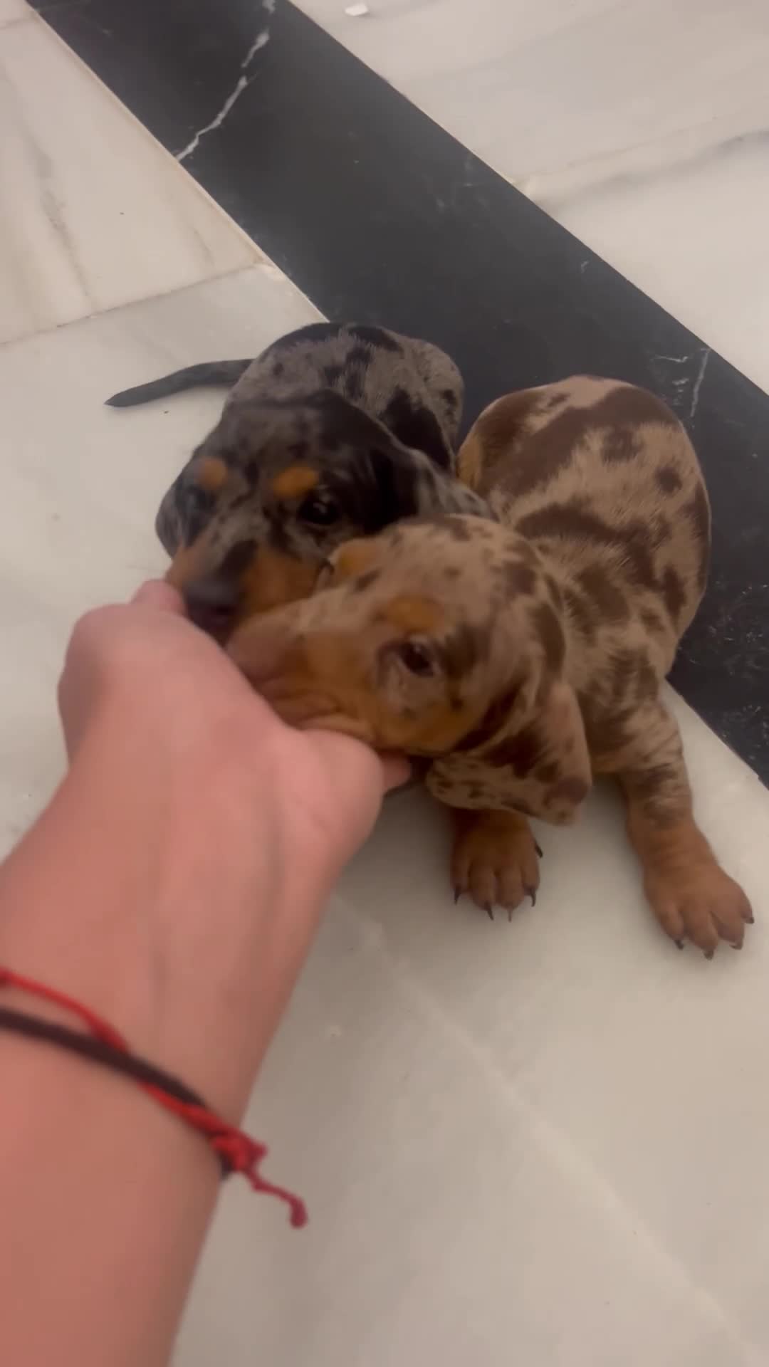 Teckel Miniatura perros en venta: Espectaculares Teckel Kaninchen 601144783 - Video 2