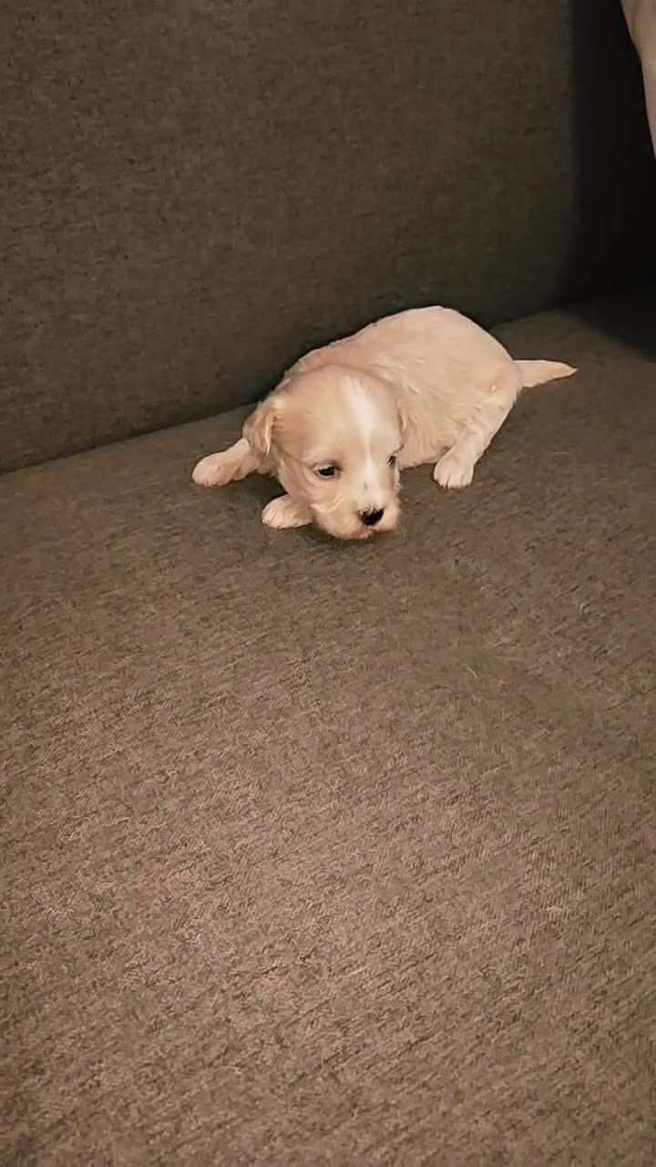 Maltipoo perros en venta: Maltipoo hembras apricot preciosa super Toy  - Video 1