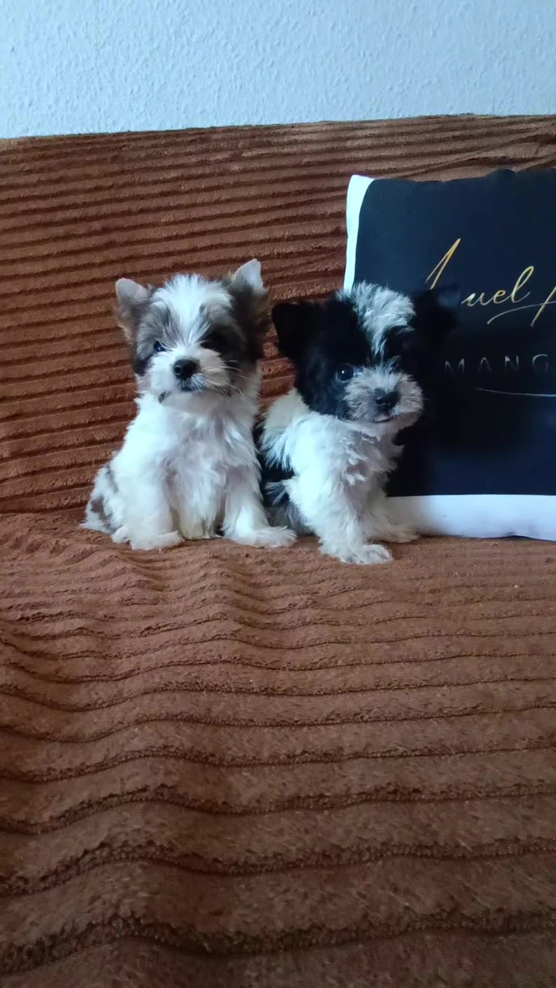 Yorkshire Terrier perros en venta: Exóticos yorkshire  - Video 2