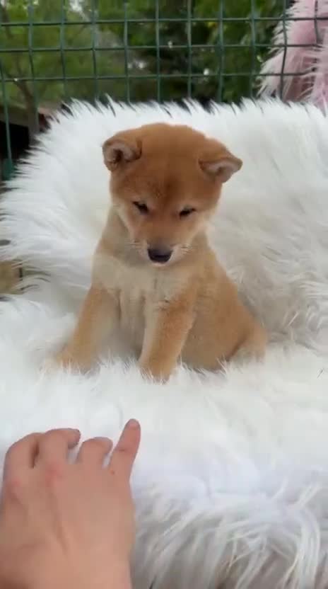 Shiba Inu perros en venta: SHIBA INU NEGRO FUEGO Y ROJOS - Video 3