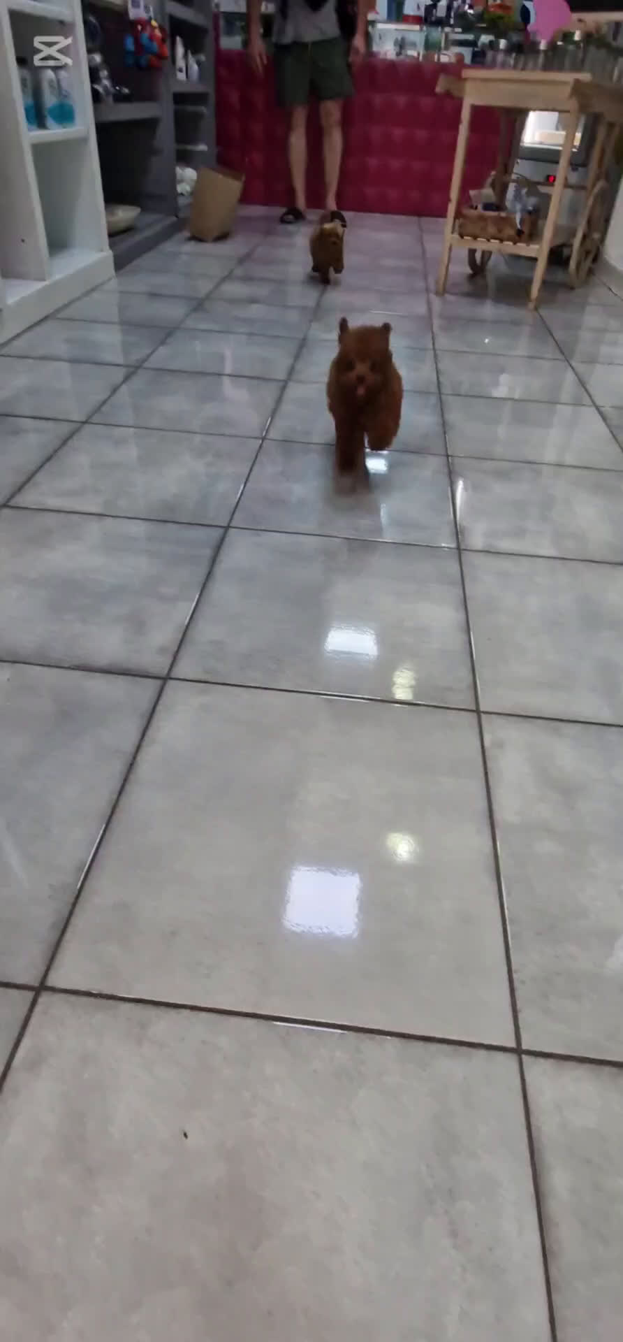 Caniche Toy perros en venta: MACHO CANICHE TOY ASIATICO 100% - Video 1