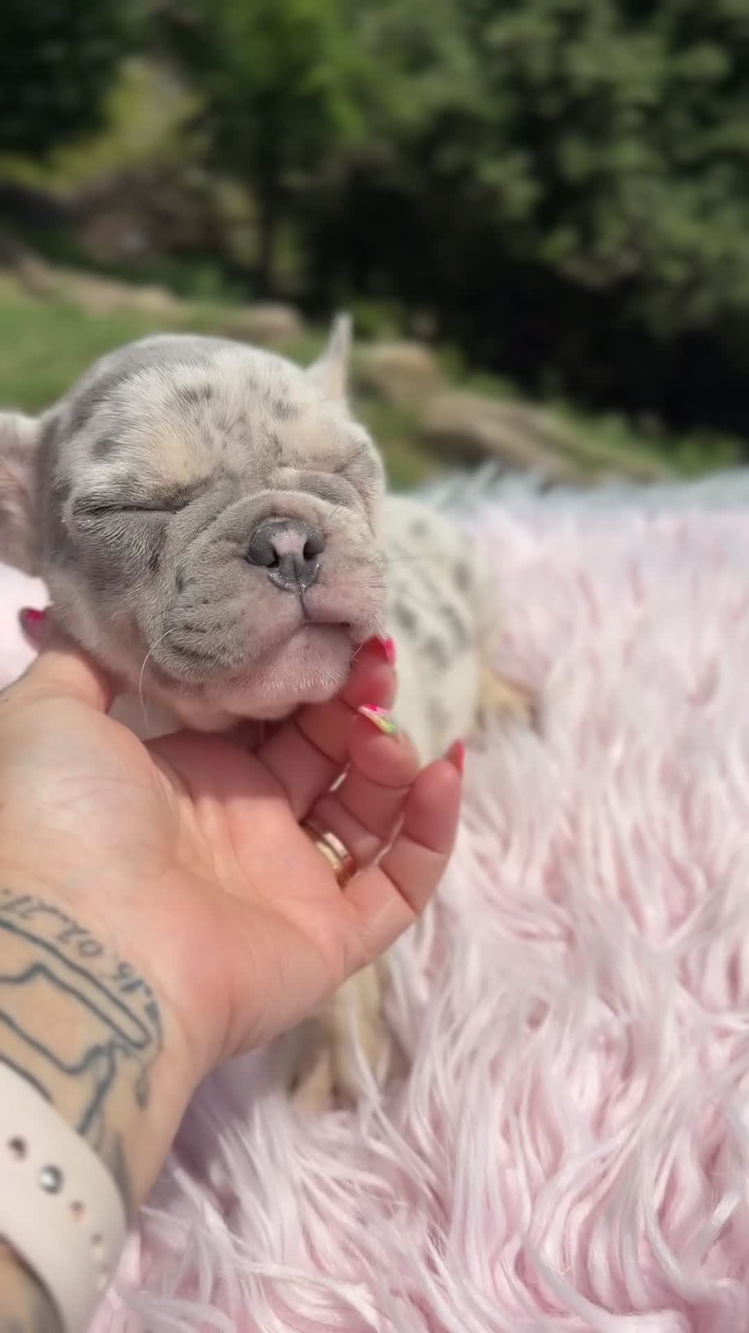Bulldog Francés perros en venta: Bulldog Merle ojos azules  - Video 1