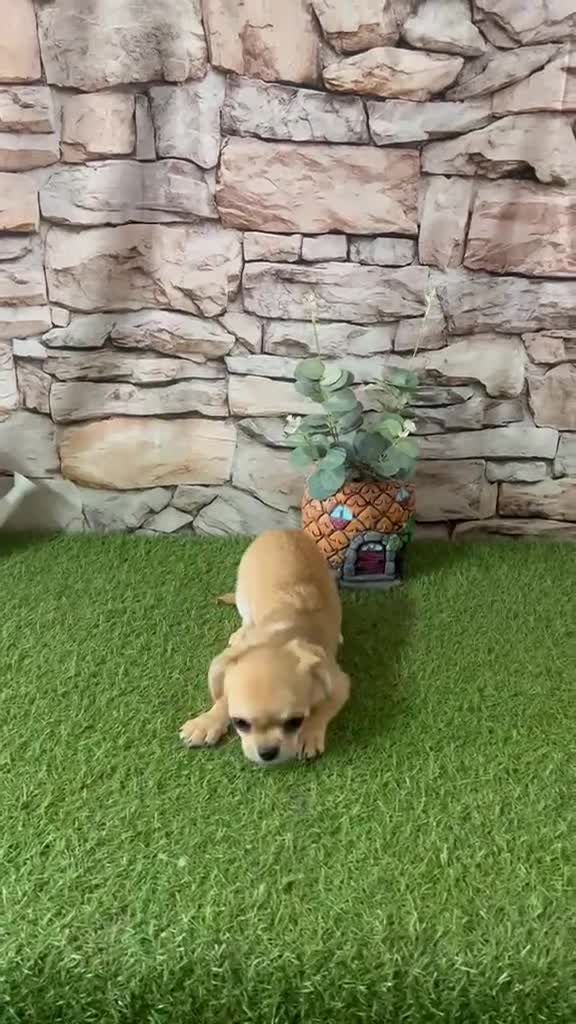 Chihuahua perros en venta: CHIHUAHUA CREMA PELO CORTO TOY - Video 1