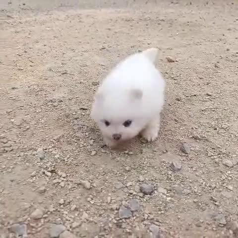 Pomerania perros en venta: MACHITO CHIQUITIN DE POMERANIA - Video 1