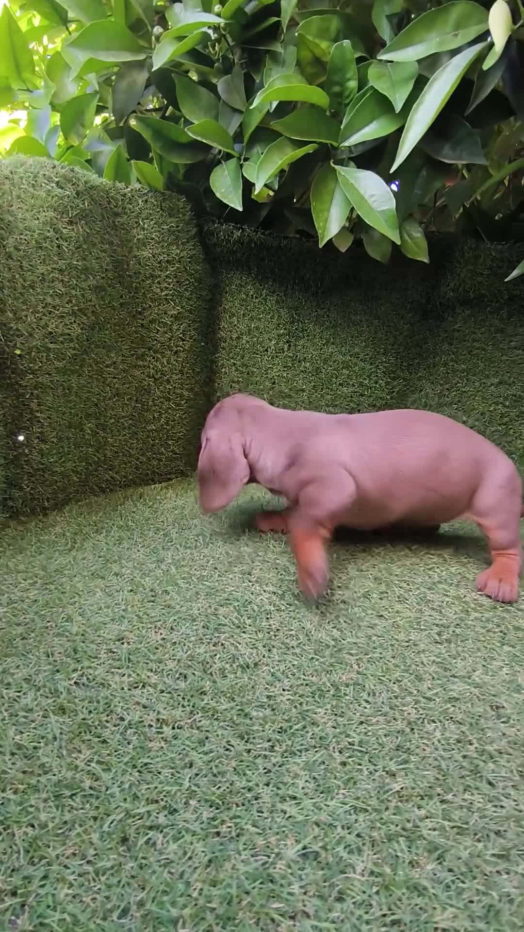 Teckel perros en venta: camada teckel arlequín chocolates  - Video 4