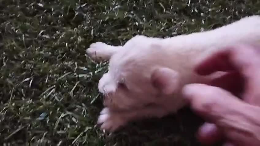 Schnauzer Miniatura perros en venta: Schnauzer mini blanco  - Video 1