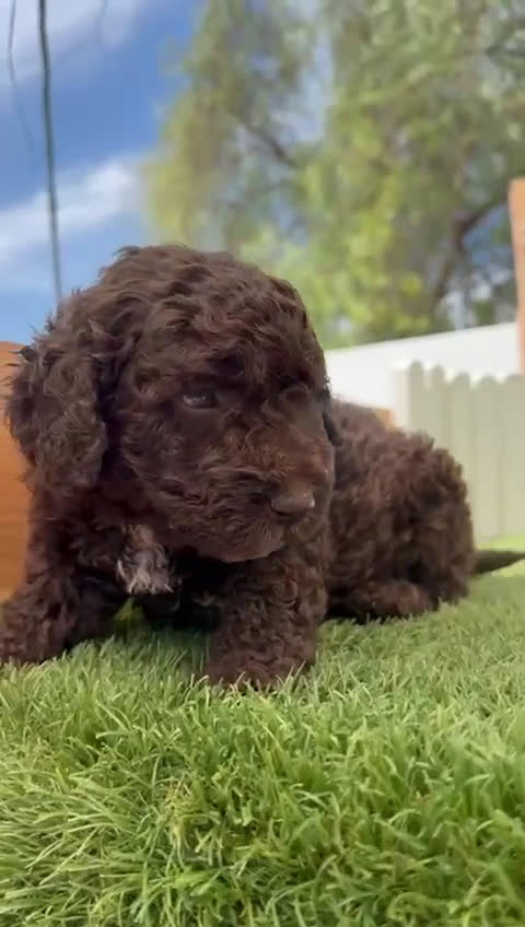 Perro de Agua Español perros en venta: PERRO DE AGUA ESPAÑOL - Video 1