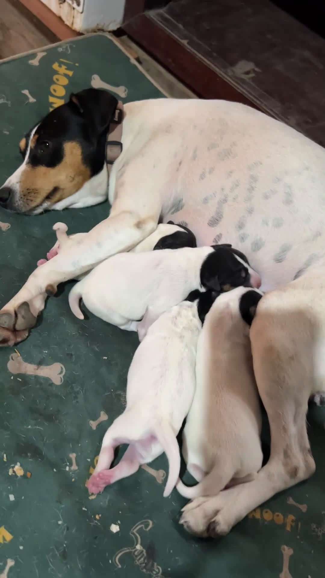 Ratonero Bodeguero Andaluz perros en venta: Bodeguero hembra  - Video 1