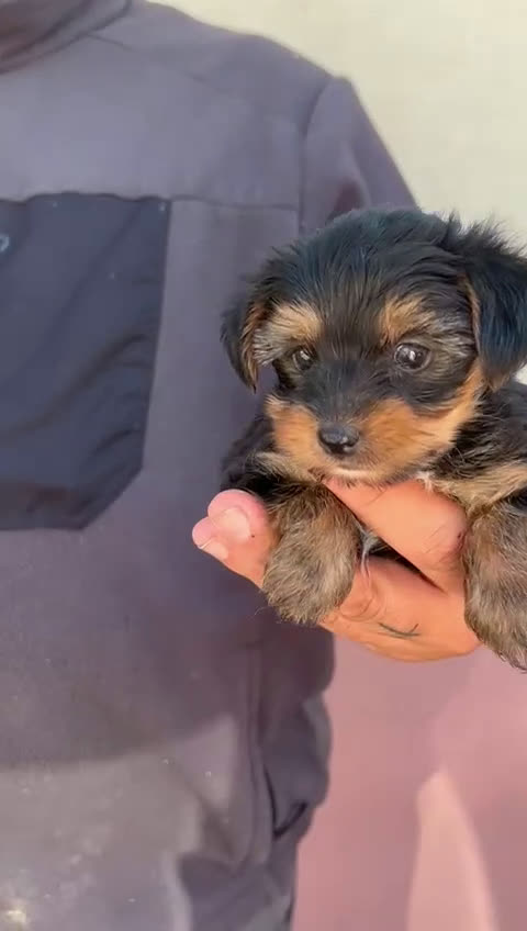 Yorkshire Terrier perros en venta: Yorkshire  - Video 3