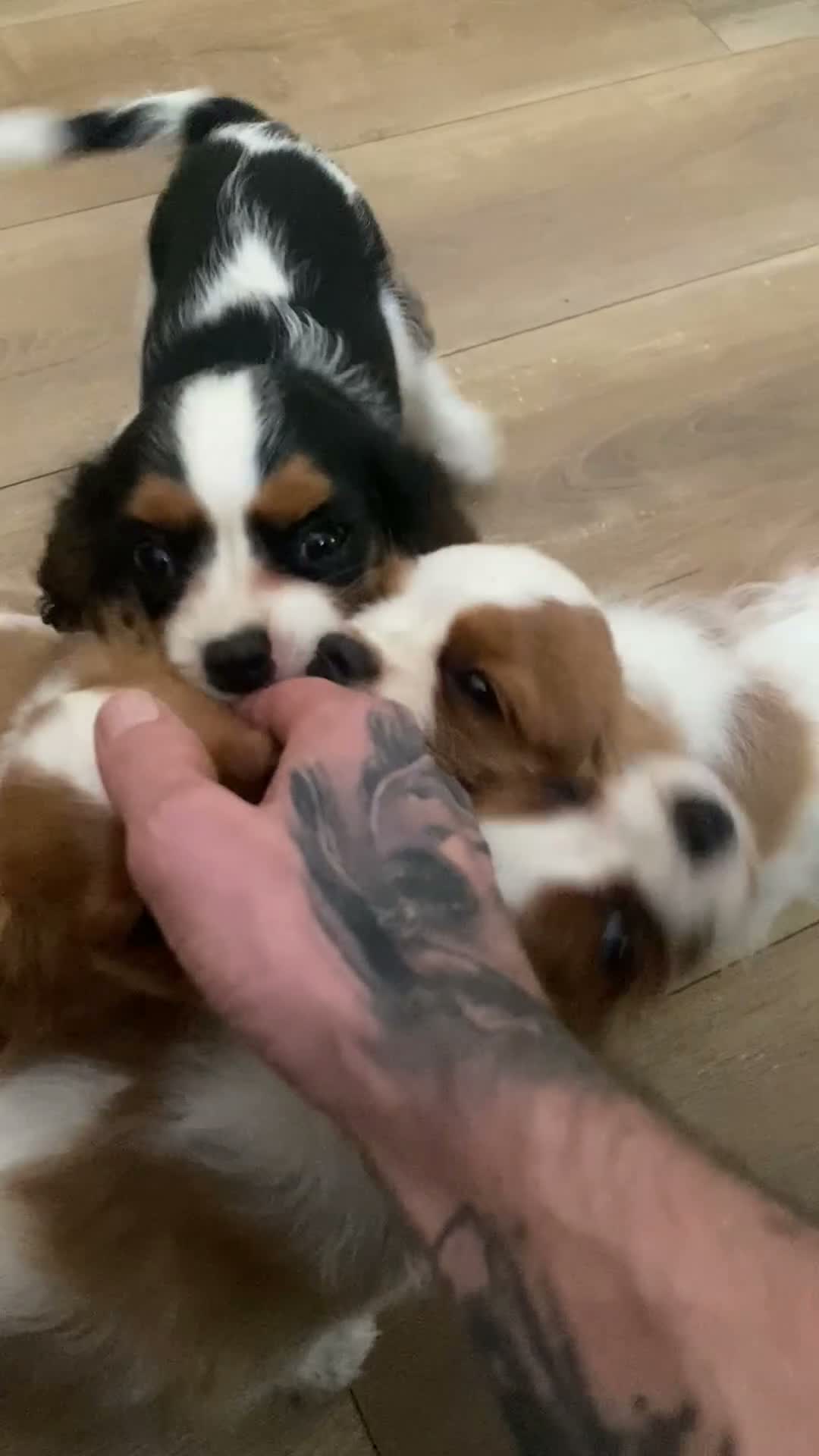 Cavalier King Charles Spaniel perros en venta: Cachorra de Cavalier King Charles - Video 1