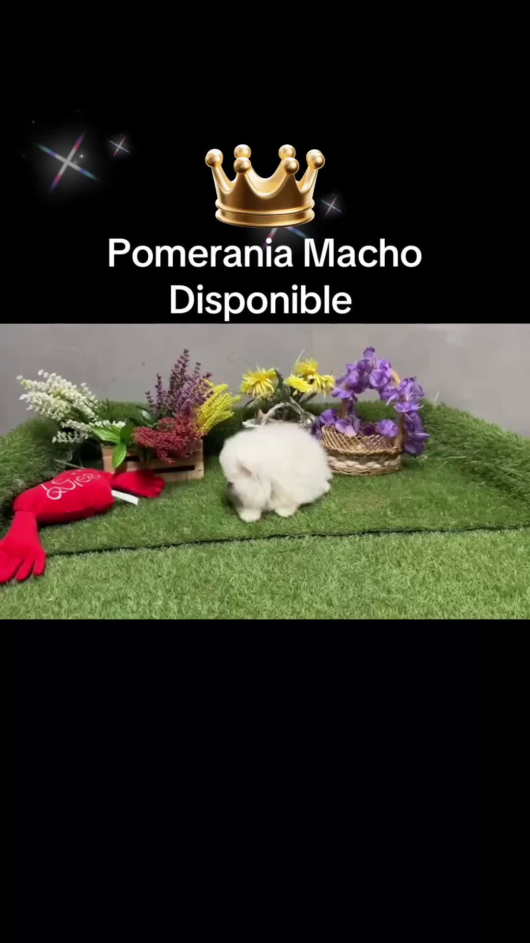Pomerania perros en venta: Pomerania macho disponible  - Video 1