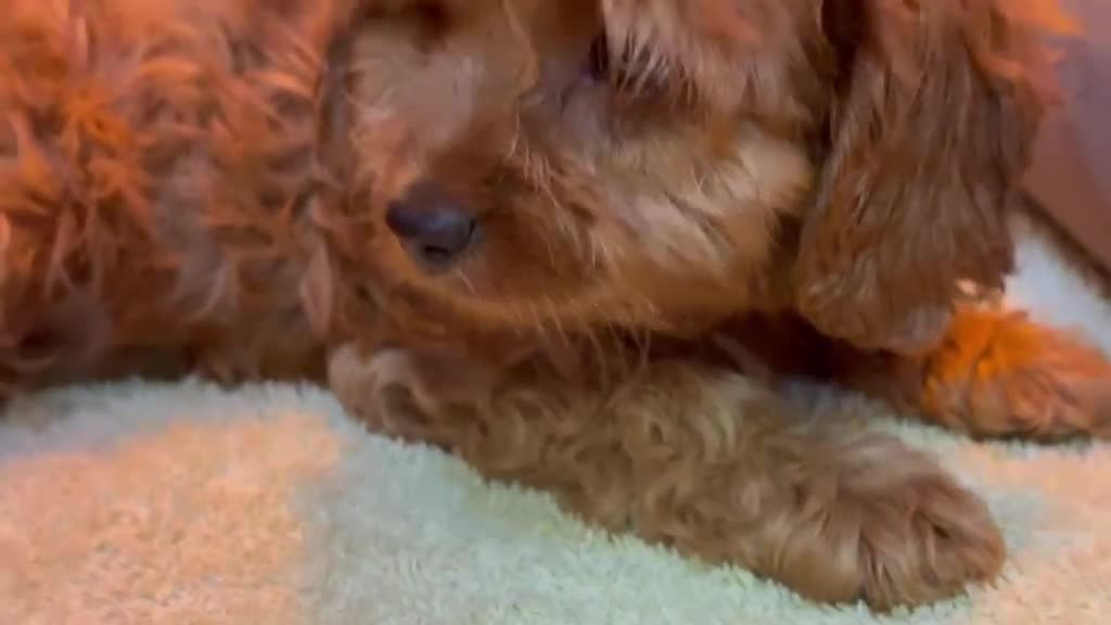 Cavapoo perros en venta: Cavapoo macho - Video 1