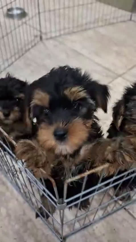 Yorkshire Terrier perros en venta: Yorkshire hembra  - Video 1